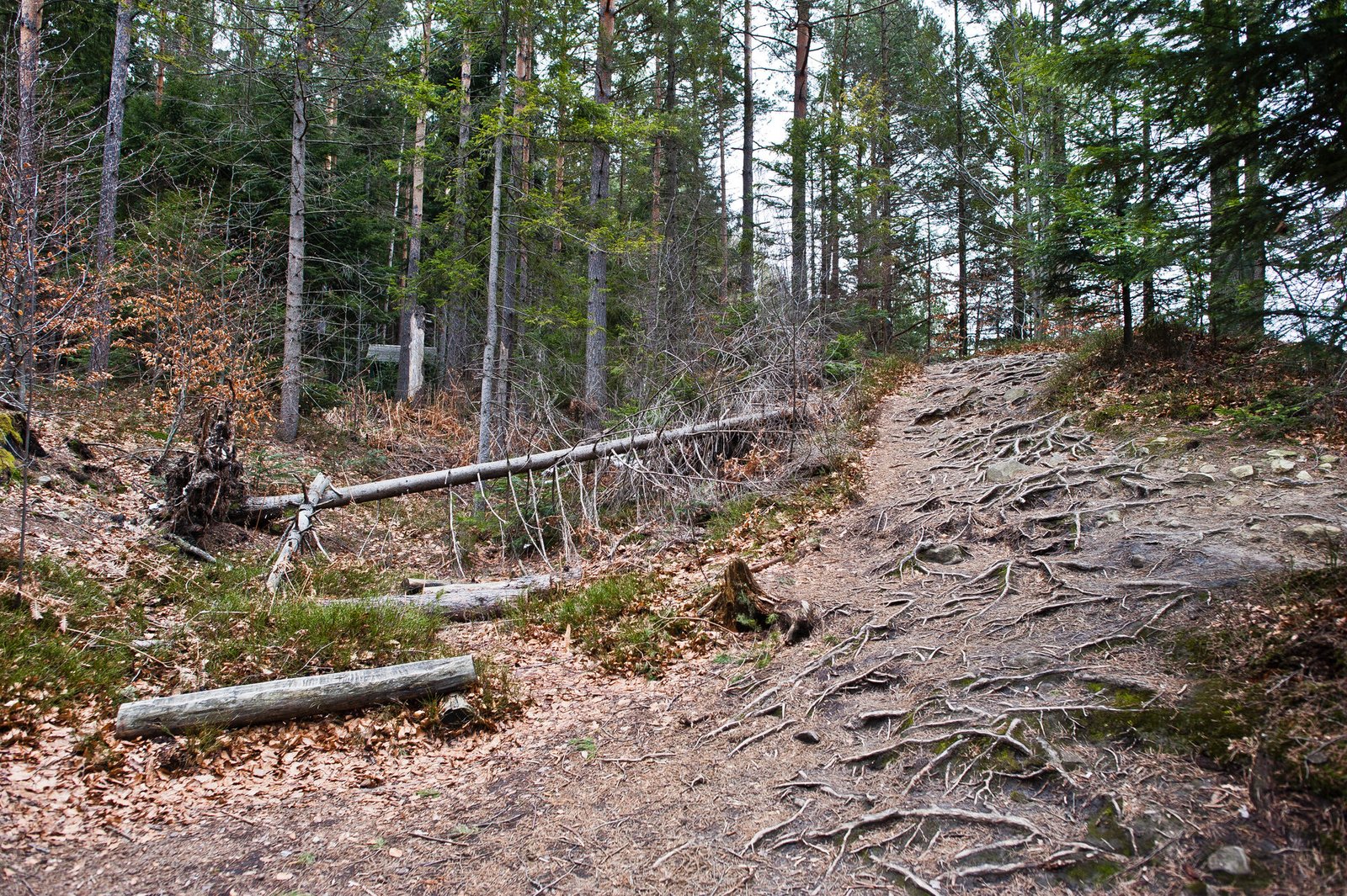 Food plot preparation and trail cutting