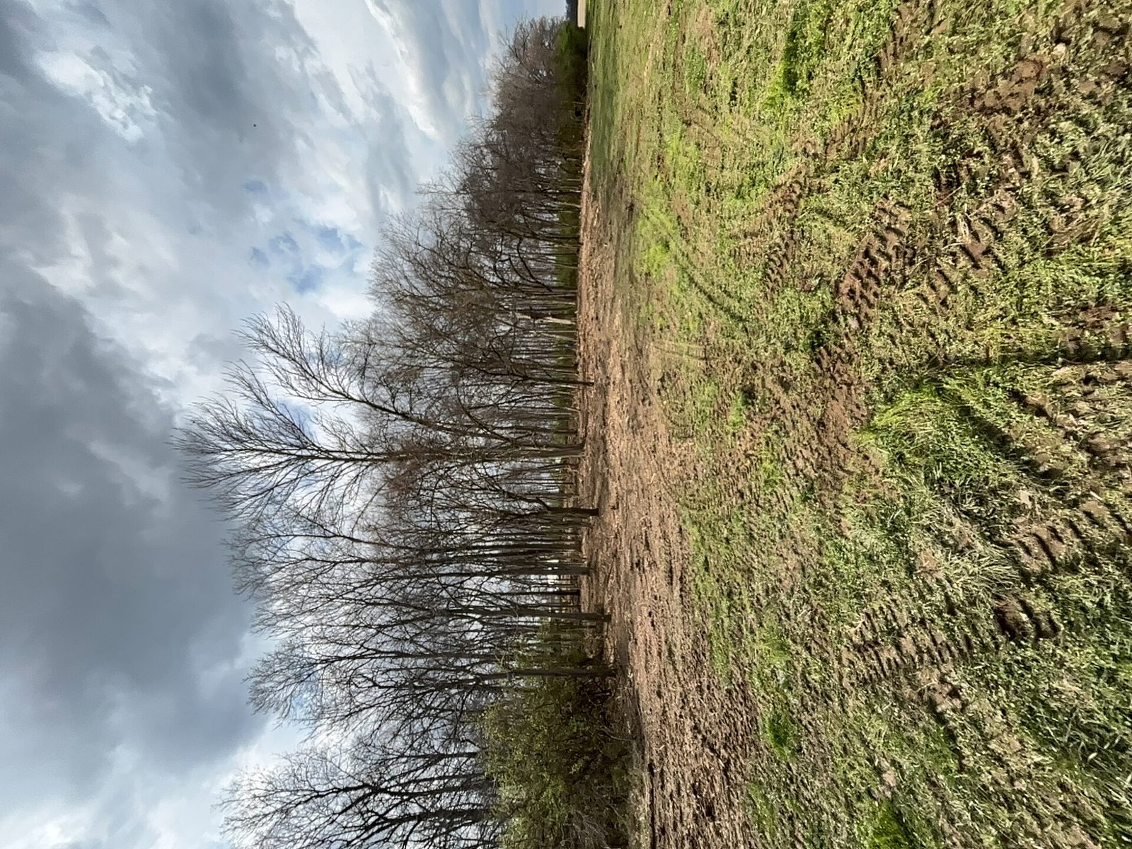 Forestry Mulching after clearing