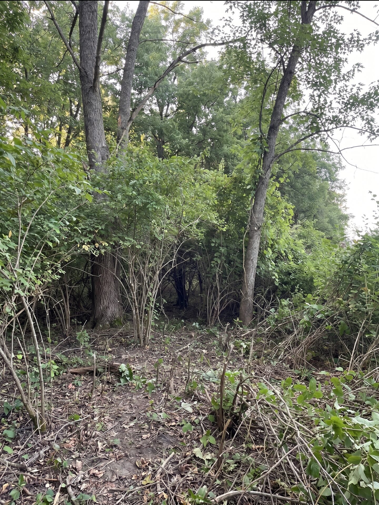 Forestry Mulching before