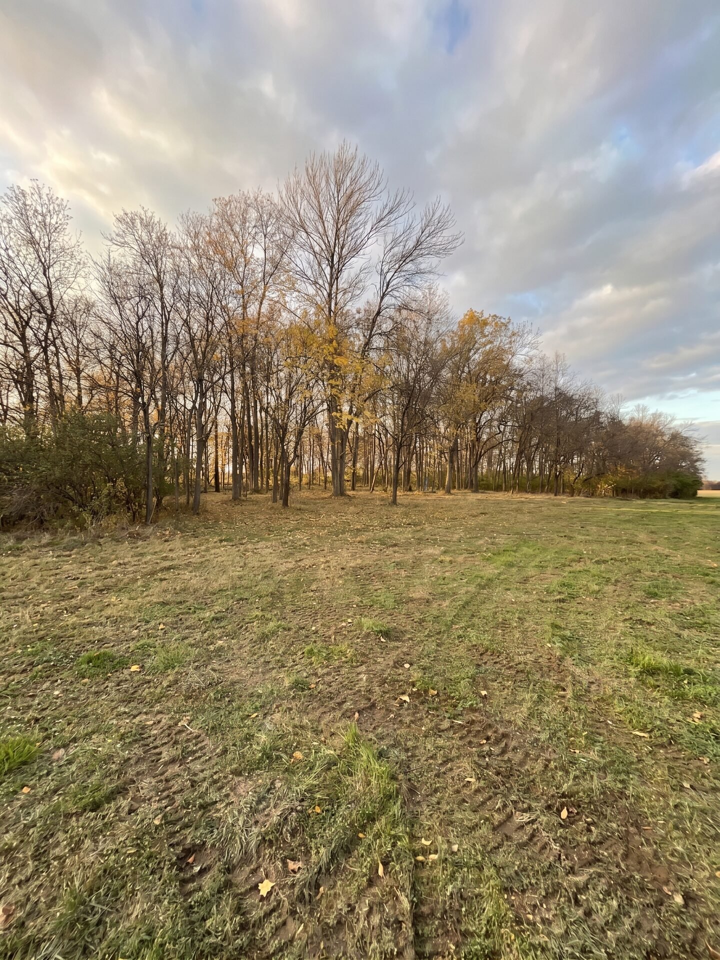 Forestry Mulching maintained