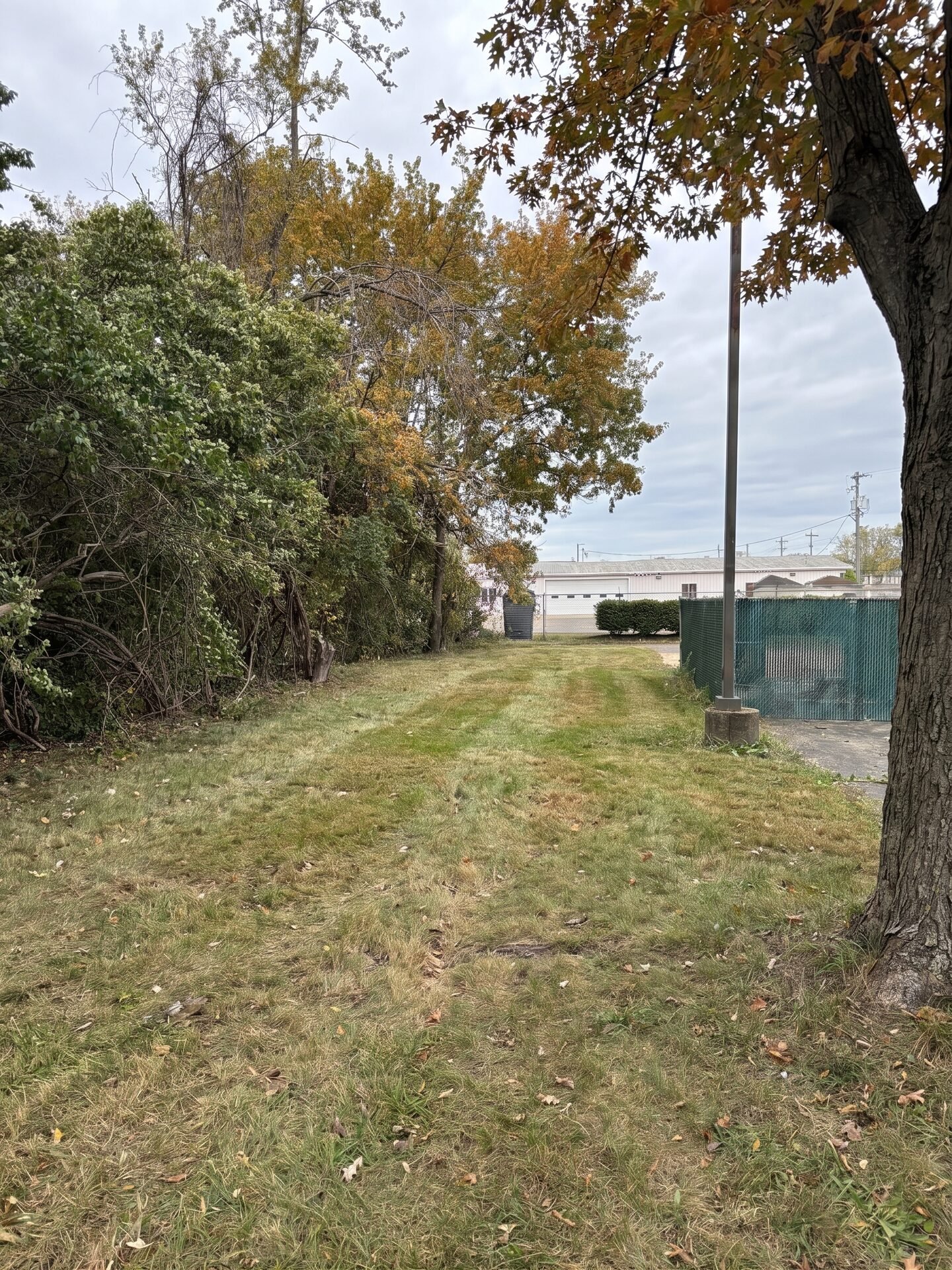 Stump Grinding maintained