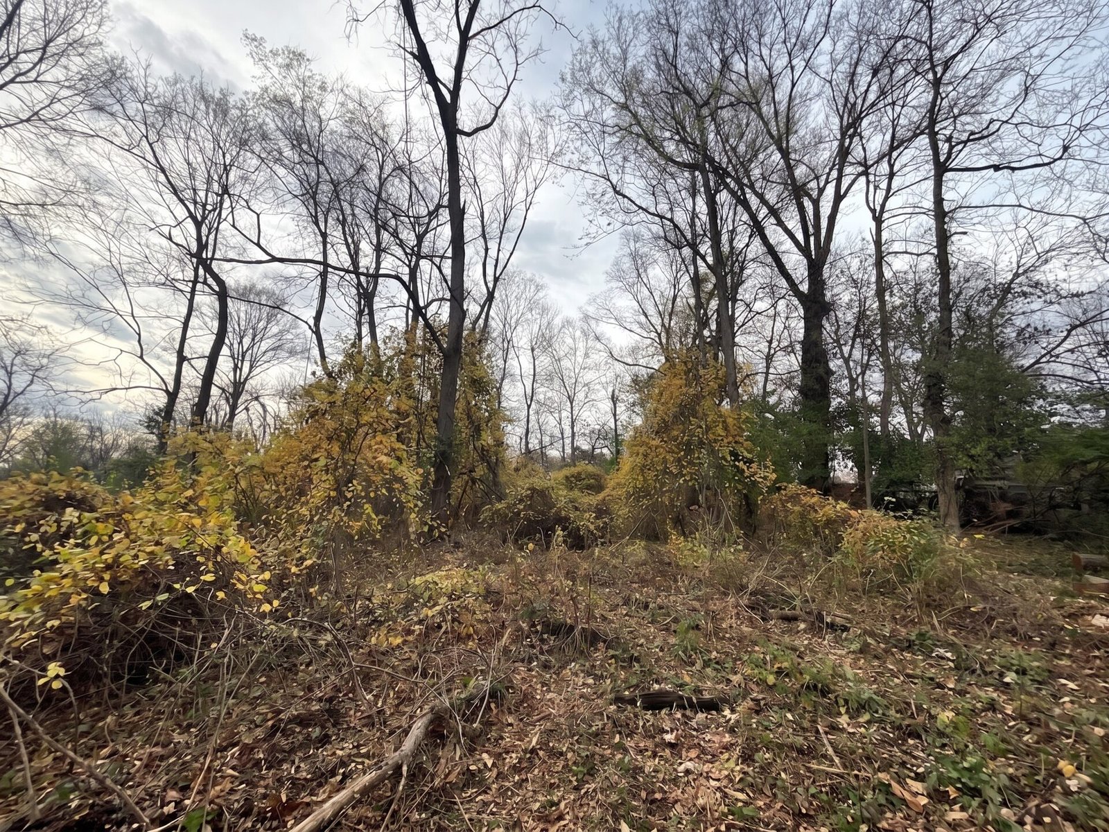 Right-of-Way Clearing before