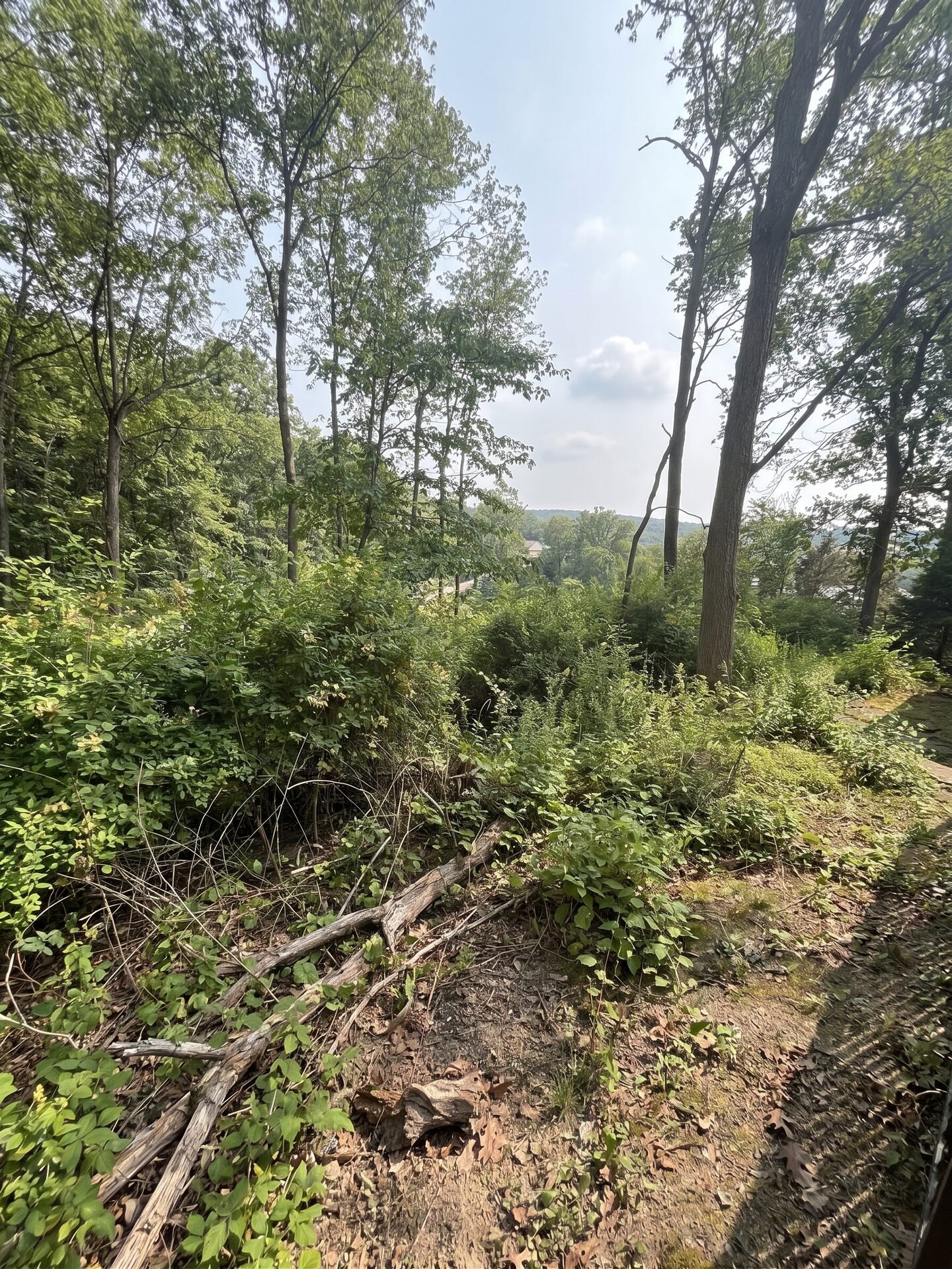 Forestry Mulching before