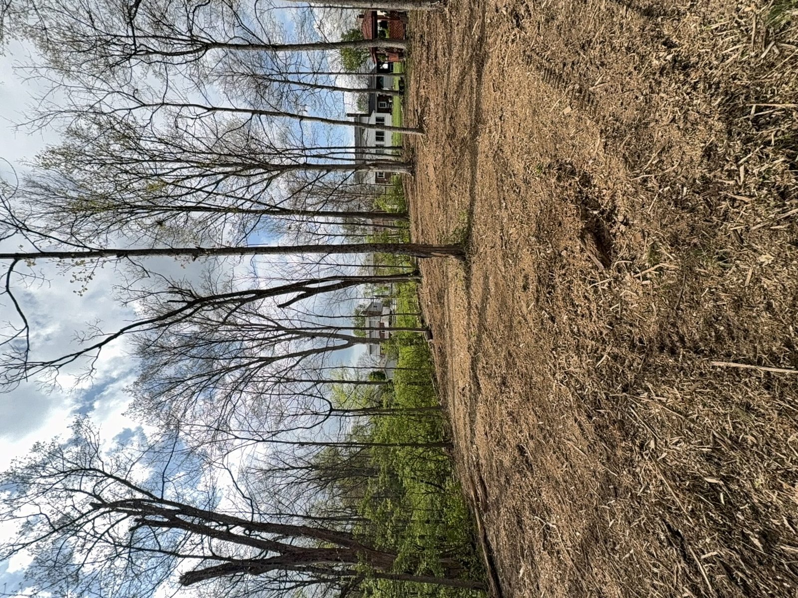 Stump Grinding after clearing