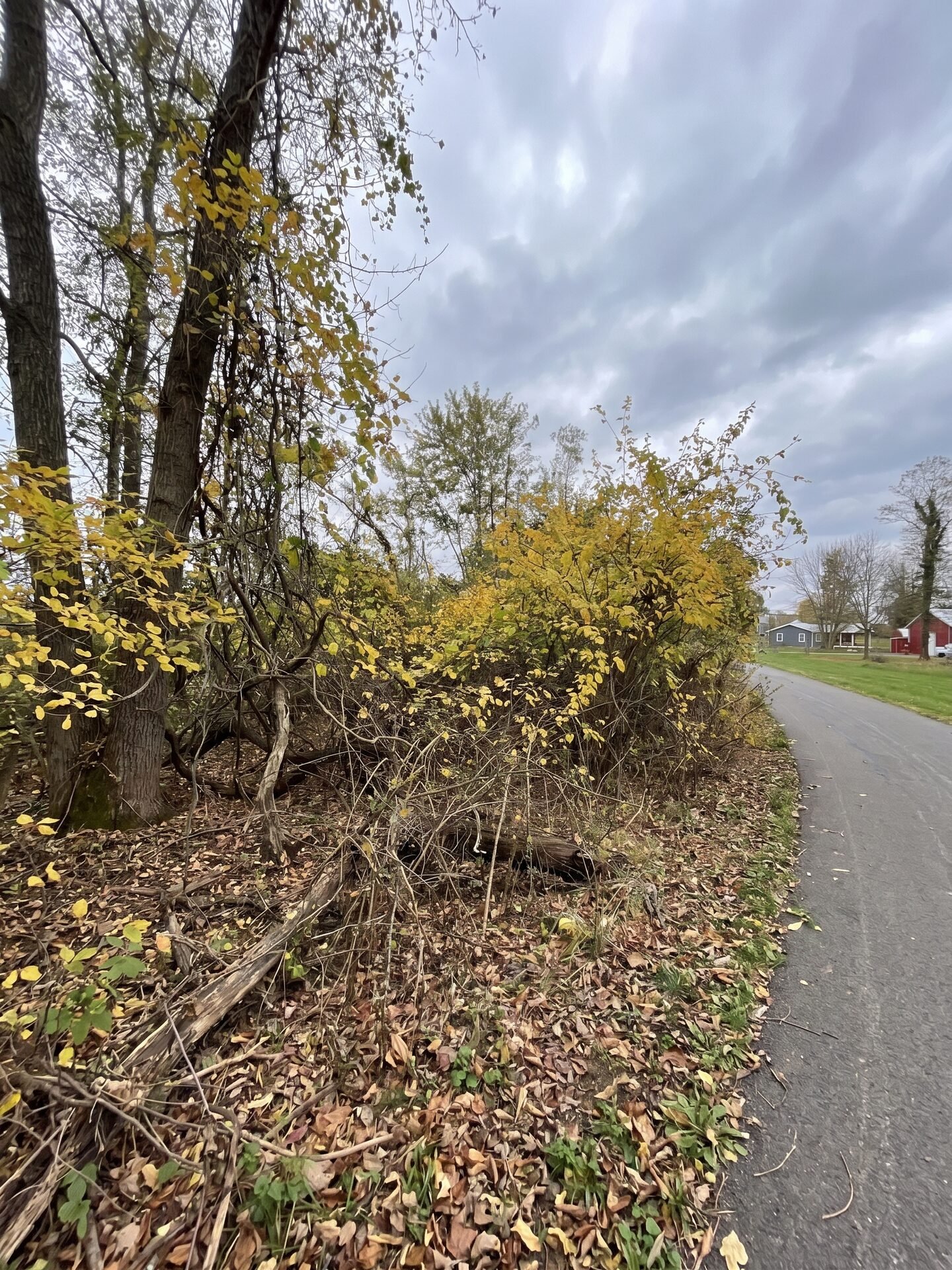 Right-of-Way Clearing before