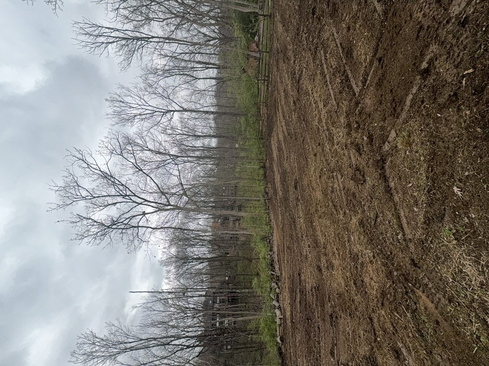 Forestry Mulching after clearing