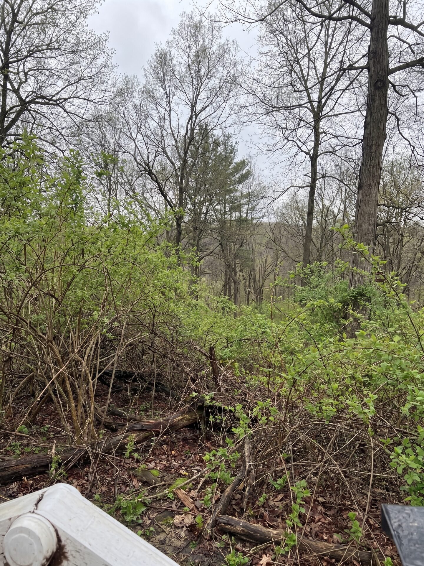 Forestry Mulching before