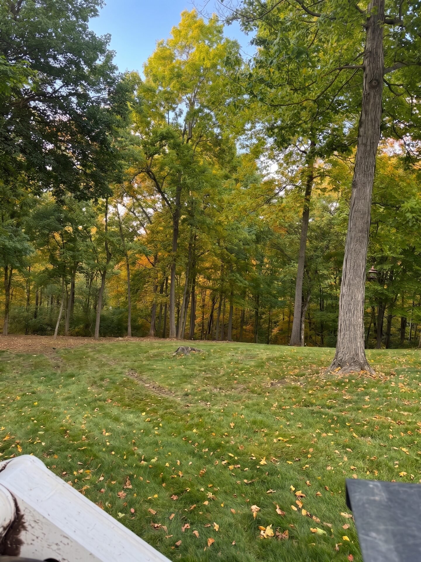 Forestry Mulching maintained