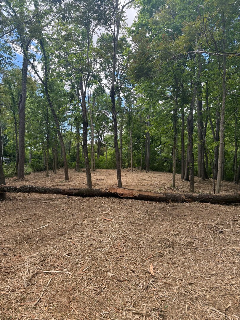 Food Plot Preparation after clearing