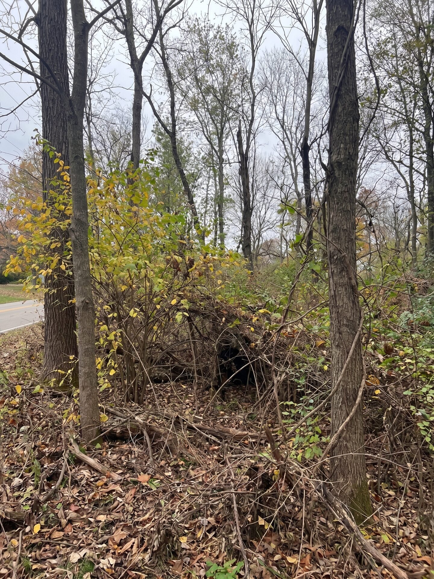 Food Plot Preparation before