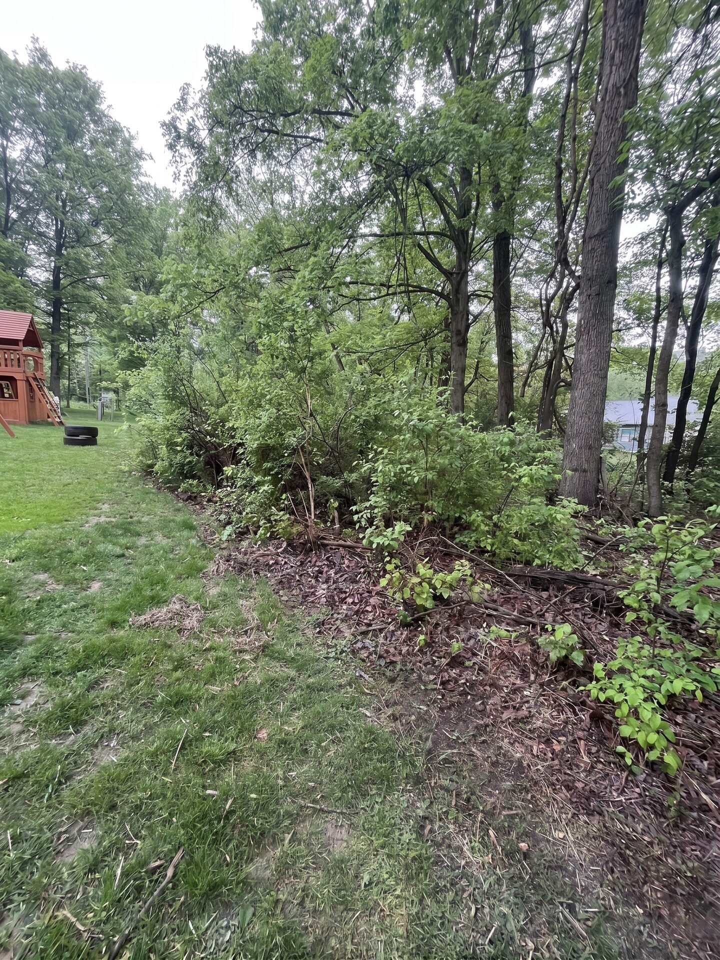Forestry Mulching before